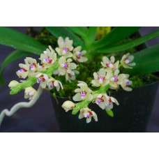 Tuberolabium Kotoense