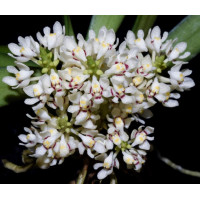 Tuberolabium Phillipsii Tuberolabium Phillipsii