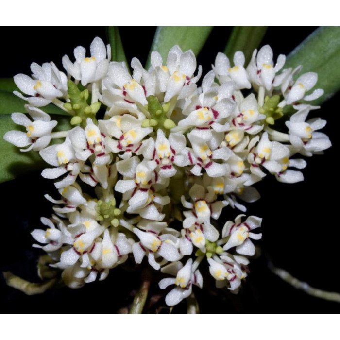 Tuberolabium Phillipsii Tuberolabium Phillipsii