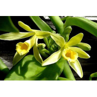 Vanilla Planifolia