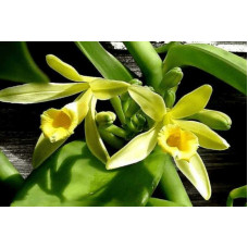 Vanilla Planifolia Vanilla Planifolia