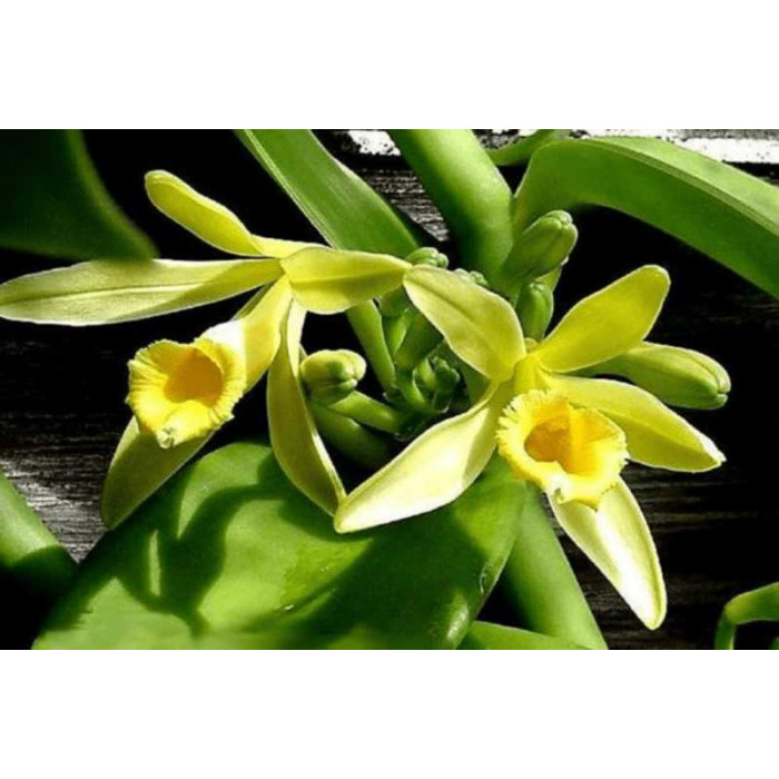 Vanilla Planifolia