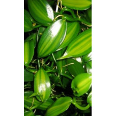 Vanilla Planifolia variegata Vanilla Planifolia variegata
