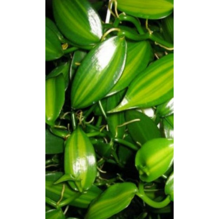 Vanilla Planifolia variegata