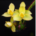 Ликаста ((Gayser Gold x Shonan Harmony) x Shoalhaven x Auburn)