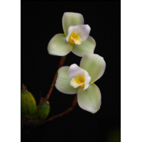 Lyc. ((Gayser Gold x Shonan Harmony) x Shoalhaven x Auburn)