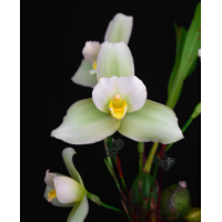 Lyc. ((Shoalhaven x Auburn) x Chita Impulse)