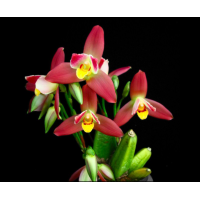 Lyc. (Angulocaste Red Jewel Red Baby x (Fire Bird x Gayser Gold))