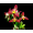 Lyc. (Angulocaste Red Jewel Red Baby x (Fire Bird x Gayser Gold)) уценка