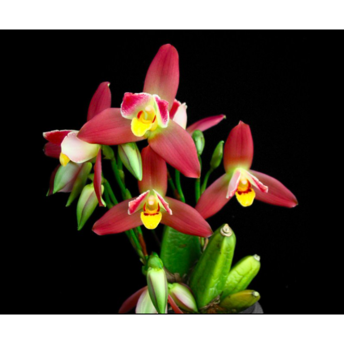 Ликаста (Angulocaste Red Jewel Red Baby x (Fire Bird x Gayser Gold))