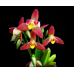 Ликаста (Angulocaste Red Jewel Red Baby x (Fire Bird x Gayser Gold)) Ликаста (Angulocaste Red Jewel Red Baby x (Fire Bird x Gayser Gold))