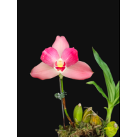 Angulocaste Red Jewel Red Baby x Lyc. Jean Tolliday Kendolie