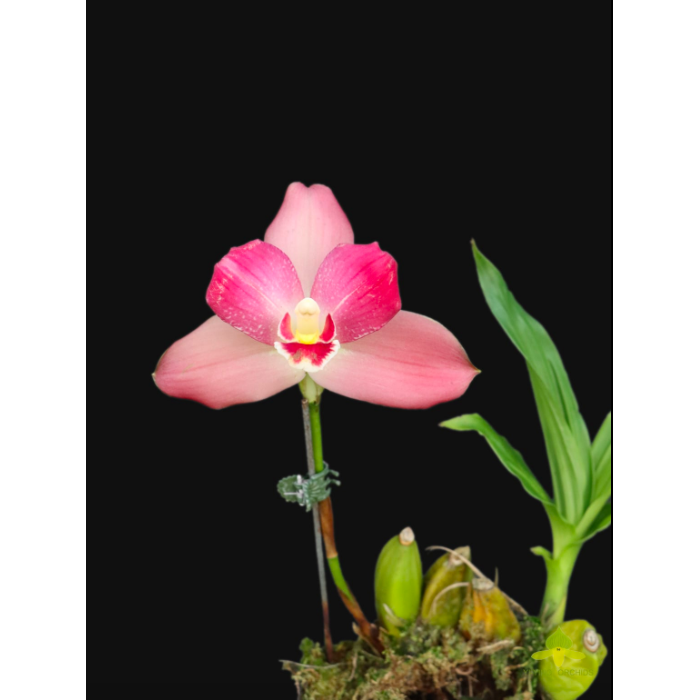 Ликаста (Angulocaste Red Jewel Red Baby x Lyc. Jean Tolliday Kendolie)