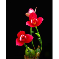 Lyc. Yi-Ying Sakura №1