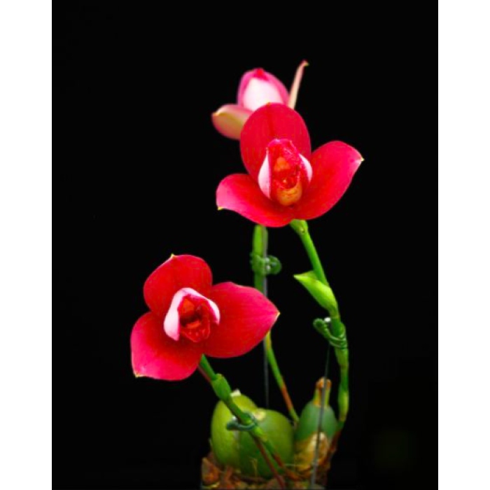 Ликаста (Yi-Ying Sakura №1)