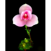 Lyc. (Kiama №11 x (Gayser Gold x Shonan Harmony))