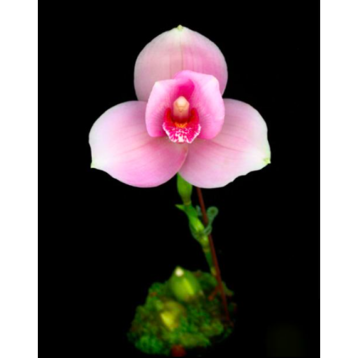 Ликаста (Kiama №11 x (Gayser Gold x Shonan Harmony))