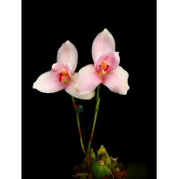 Lyc. ((Shoalhaven x Auburn) x Jean Tolliday Kendolie)