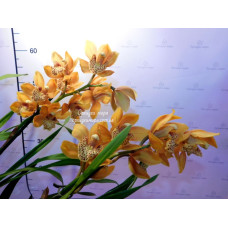 Cymbidium оранжевый