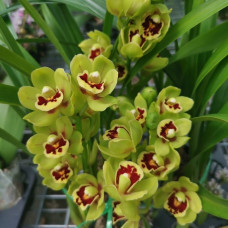 Cym. Eastern Wind Emerald