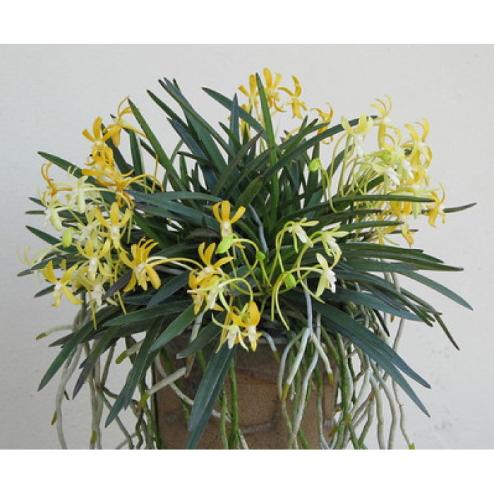 Neof. Falcata Kibana