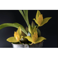 Lyc. Hamana Jason x Concentration Lyc. Hamana Jason x Concentration