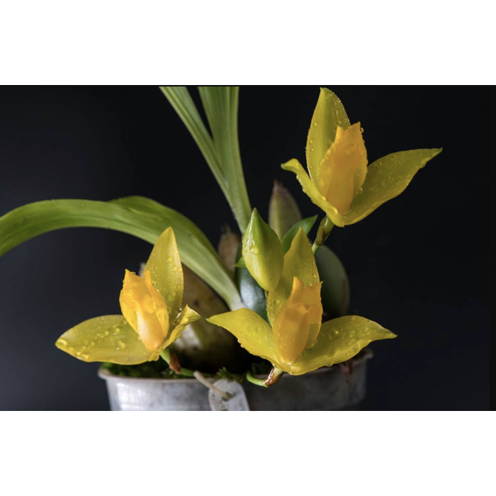 Lyc. Hamana Jason x Concentration Lyc. Hamana Jason x Concentration