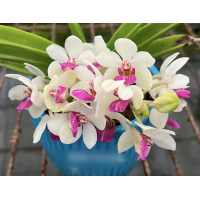 Holcostylis Yawi Girl 