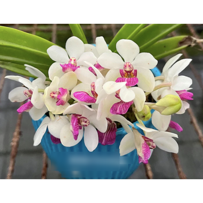 Holcostylis Yawi Girl 