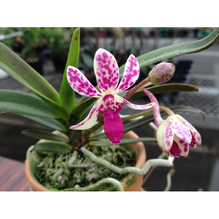 Neostylis Pinky Beniotome