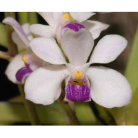 V. Lilacina