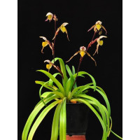 Paph. Philippinense var. laevigatum