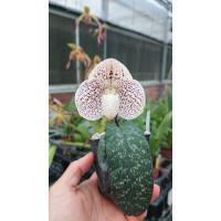 Paph. Sunshine Glory x (Hung Sheng Benkei x Bellatulum)