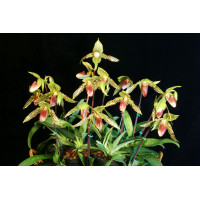 Paph. Sukhakulii x Rothschildianum