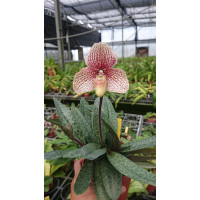Paph. Wenshanense x Favorlang Artist 