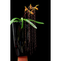 Paph. Sanderianum