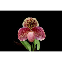 Paph. Usuzuki x Henryanum