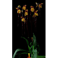 Paph. Philippinense x Anitum