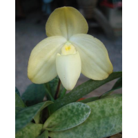 Paph. Concolor var alba