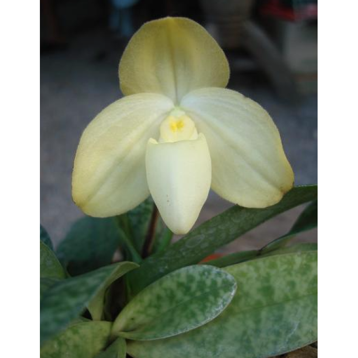 Пафиопедилум (Concolor var alba)