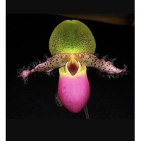 Paph. Moquetteanum 