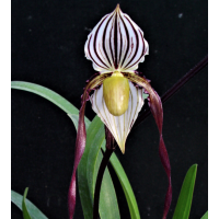 Paph. Philippinense var. Roebelinii