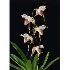 Paph. Stonei