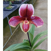 Paph. (Cocoa Red x Enzan Crown Tree) x Favorlang Artist