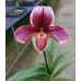 Пафiопедилум (Cocoa Red x Enzan Crown Tree) x Favorlang Artist