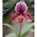 Пафiопедилум (Cocoa Red x Enzan Crown Tree) x Favorlang Artist