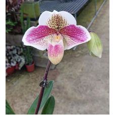 Paph. (Hung Sheng Nulight x Valwin) x Knights Niveum