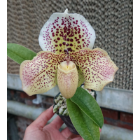 Paph. Bellatulum x Formosa Sunset 