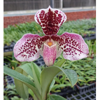 Paph. Bellatulum x Hung Sheng Bulldog