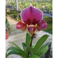 Paph. Сharlesworthii x Hung Sheng Red Sea